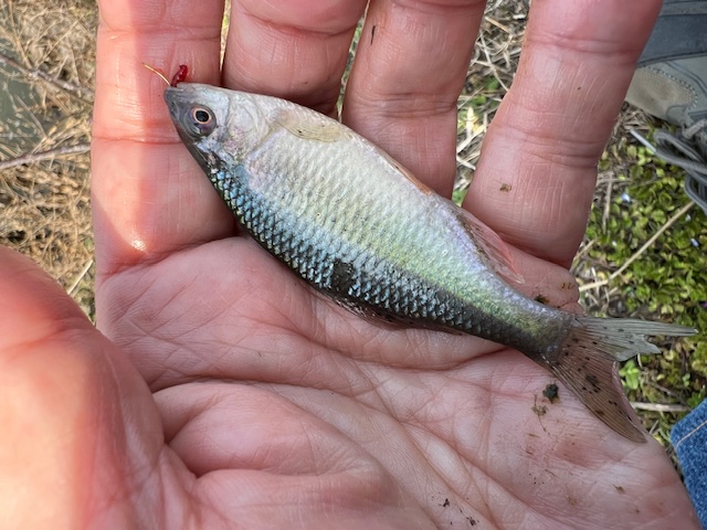 琵琶湖南湖東岸でホンモロコ6