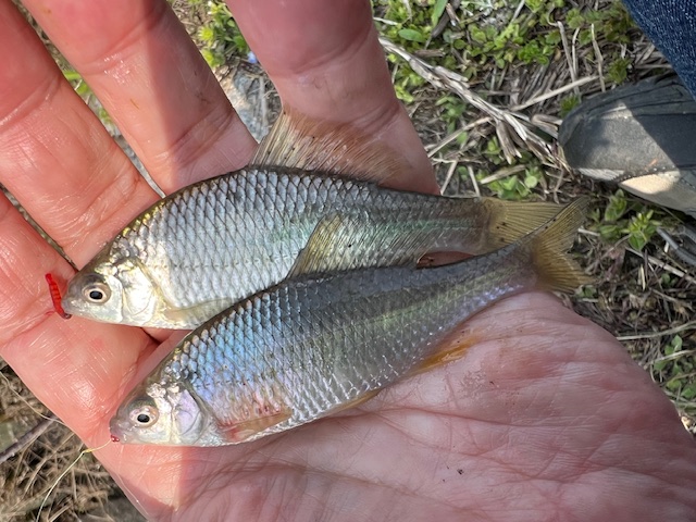 琵琶湖南湖東岸でホンモロコ6