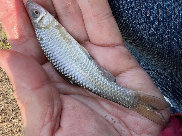 琵琶湖南湖東岸でホンモロコ6