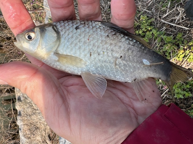 琵琶湖南湖東岸でホンモロコ6