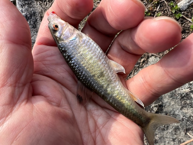 琵琶湖南湖東岸でホンモロコ6