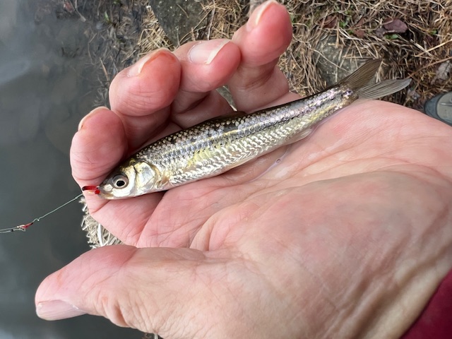 琵琶湖湖西内湖でホンモロコ釣り7