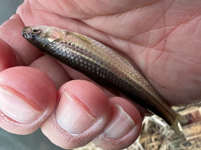 琵琶湖湖西内湖でホンモロコ釣り7