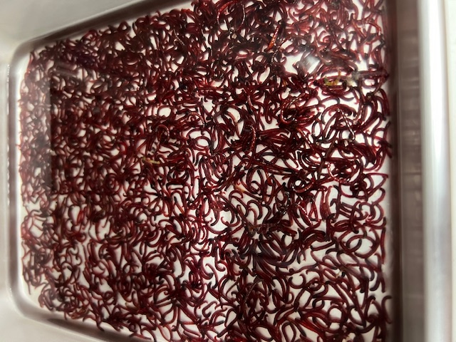 琵琶湖湖西内湖でホンモロコ釣り7