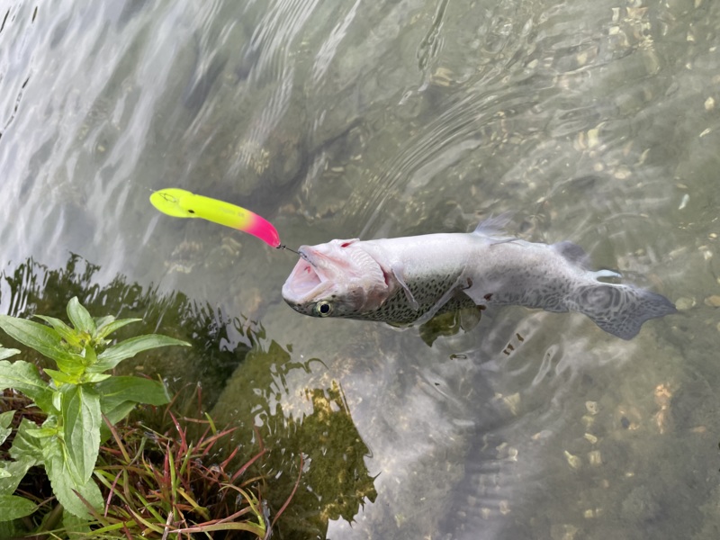 滋賀県高島市 「フィッシングパーク高島の泉」でトラウト釣果