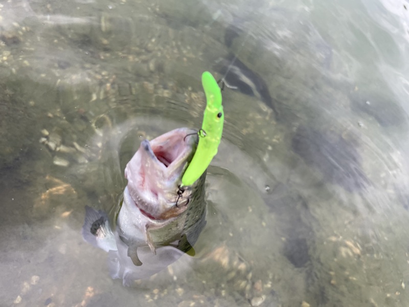 滋賀県高島市 「フィッシングパーク高島の泉」でトラウト釣果