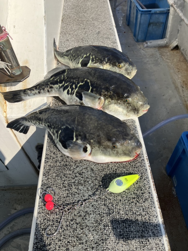 三重県鳥羽市国崎 第八幸丸でトラフグ釣果