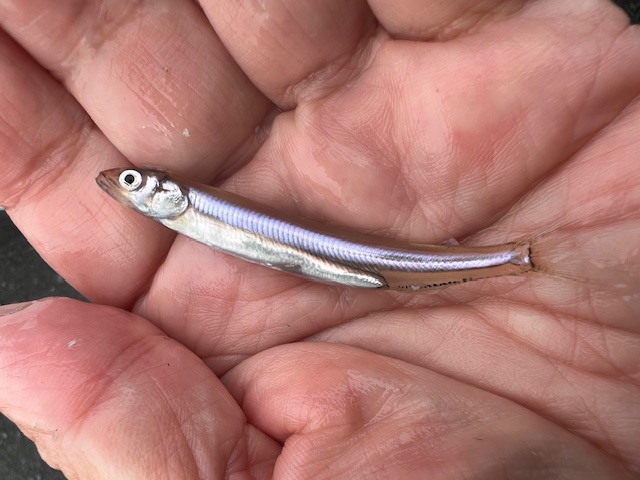 琵琶湖湖西和邇浜で小鮎釣り1
