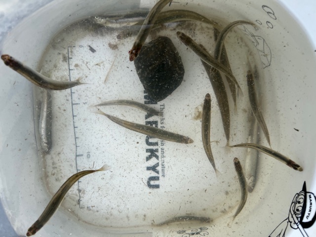 琵琶湖湖西和邇浜で小鮎釣り1