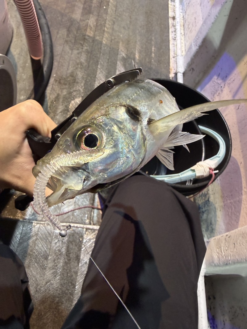 和歌山県日高郡「泰斗丸」のバチコンでアジ釣果