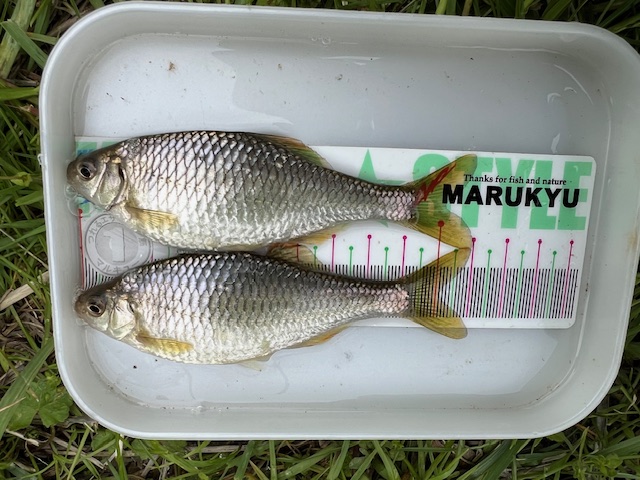 滋賀県琵琶湖湖西内湖でホンモロコ釣果8