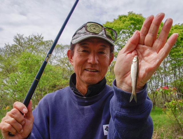 滋賀県琵琶湖湖西内湖でホンモロコ釣果8