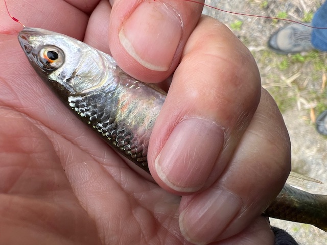 滋賀県琵琶湖湖西内湖でホンモロコ釣果8