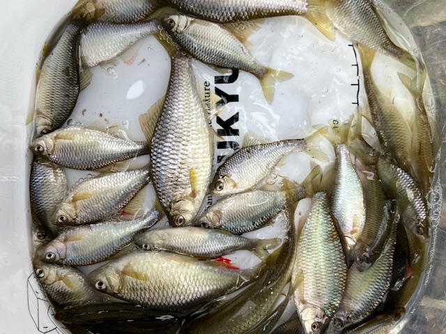 滋賀県琵琶湖湖西内湖でホンモロコ釣果8