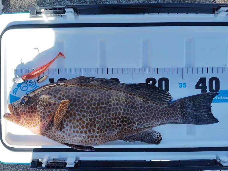 三重県引本浦「エヌテックマリン」のオオモンハタ釣果