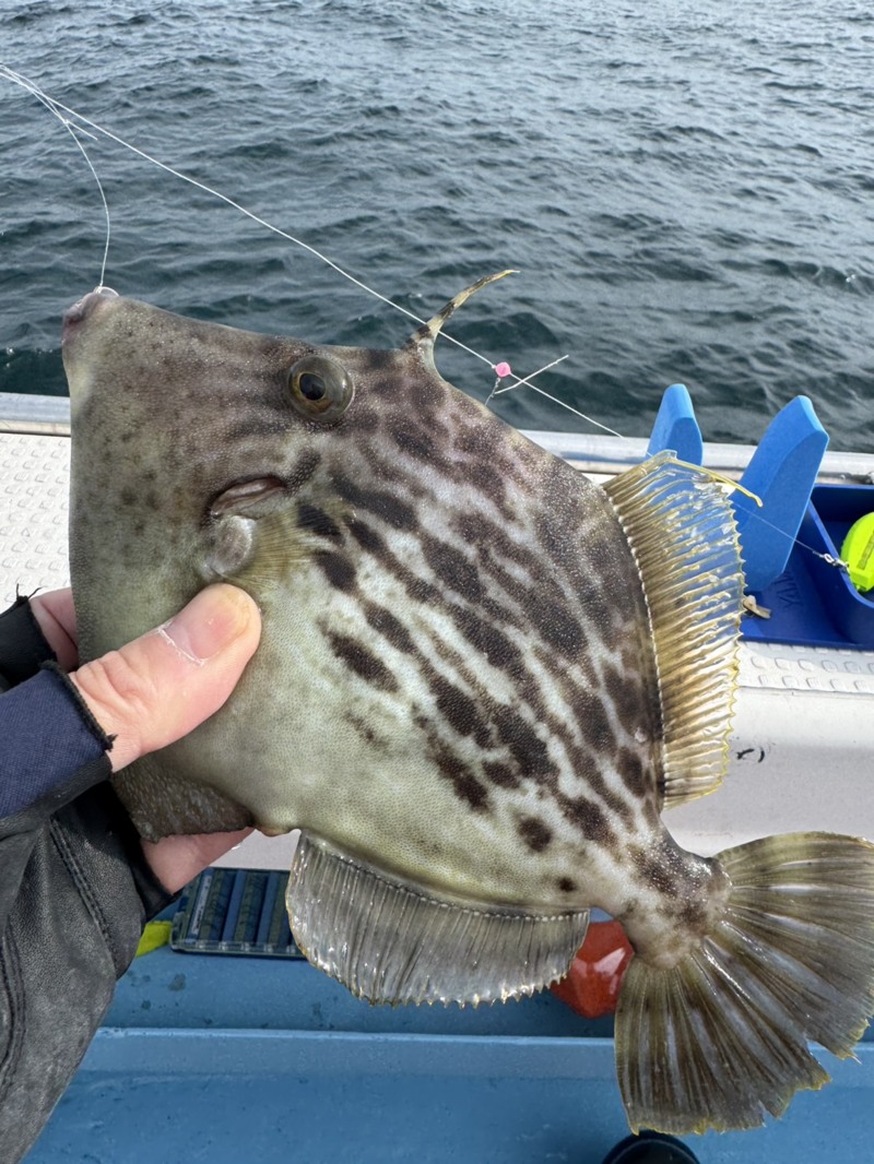徳島県阿南「水天丸」のカワハギ釣果