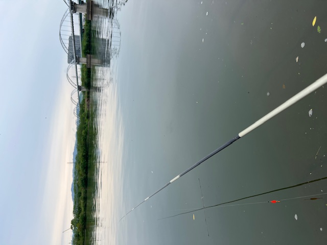大阪府淀川河川公園枚方大橋岸からのオイカワ釣果