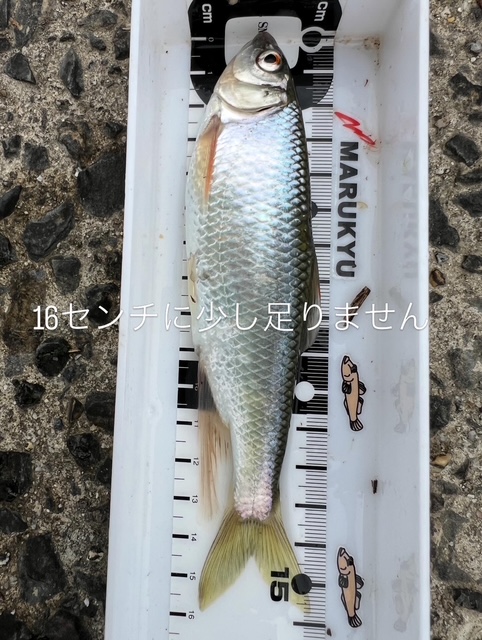 大阪府淀川河川公園枚方大橋岸からのオイカワ釣果