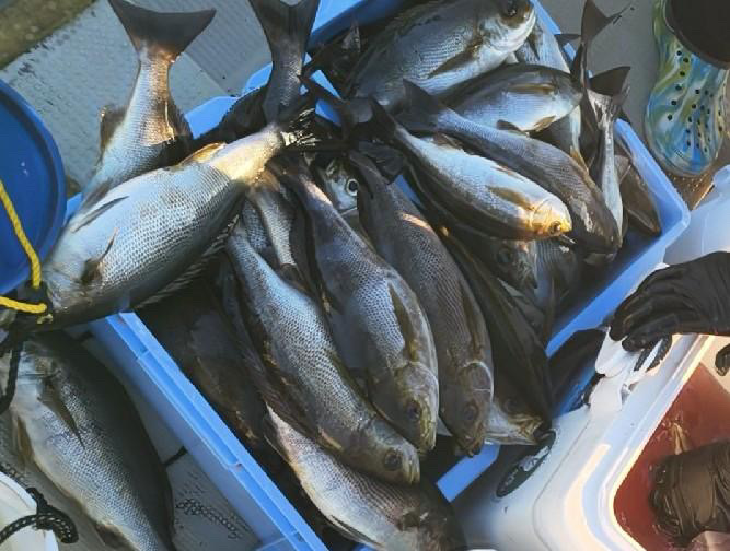京都府舞鶴港「大海丸」のイサキ釣果