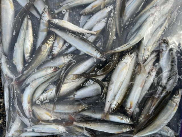 滋賀県琵琶湖湖西和邇浜で小鮎釣果