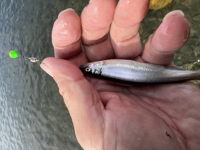 滋賀県琵琶湖湖西和邇浜で小鮎釣果