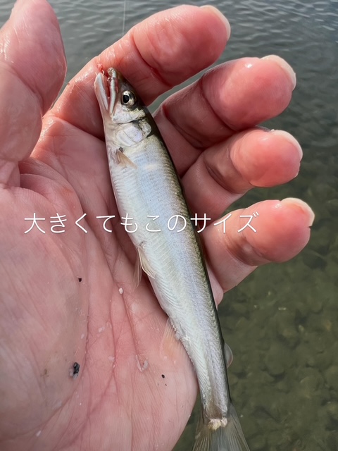滋賀県琵琶湖湖西和邇浜で小鮎釣果