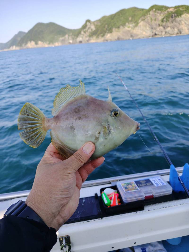徳島県阿南「水天丸」のカワハギ釣果