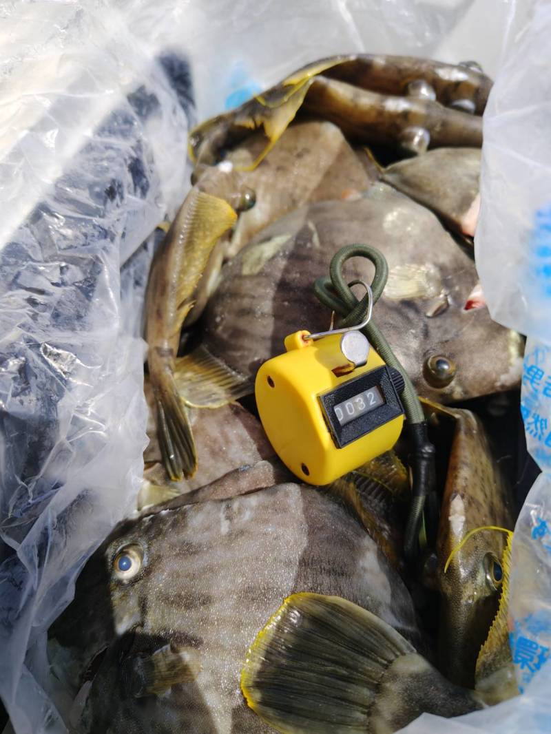 徳島県阿南「水天丸」のカワハギ釣果