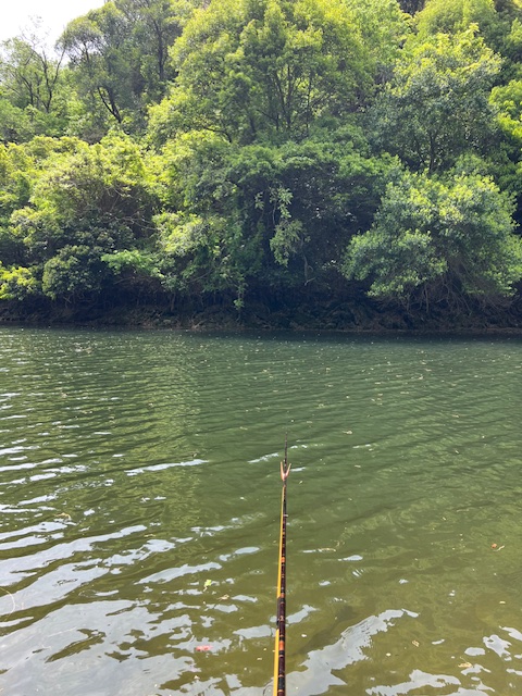 ダムの岸釣りでヘラブナ釣果