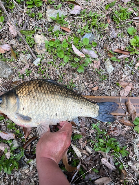 ダムの岸釣りでヘラブナ釣果