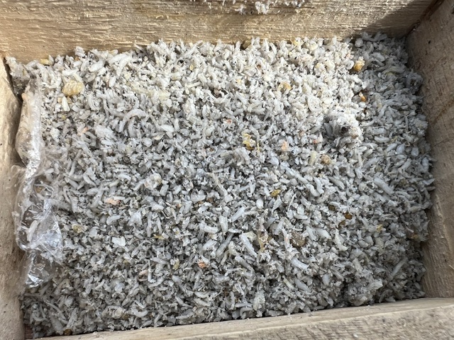 滋賀県琵琶湖湖西和邇浜で小鮎釣り