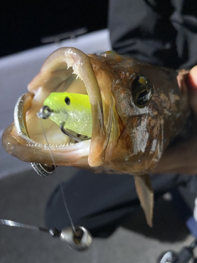 兵庫県神戸港発「バウンティーホエール」アコウ・シーバス釣果