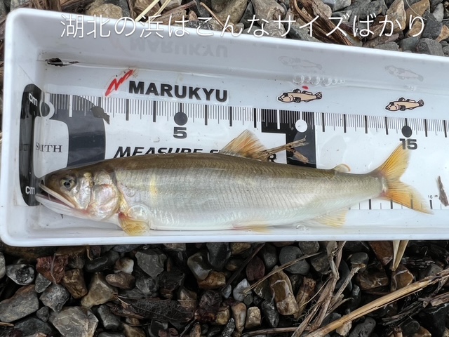 琵琶湖湖北の浜で小鮎釣り
