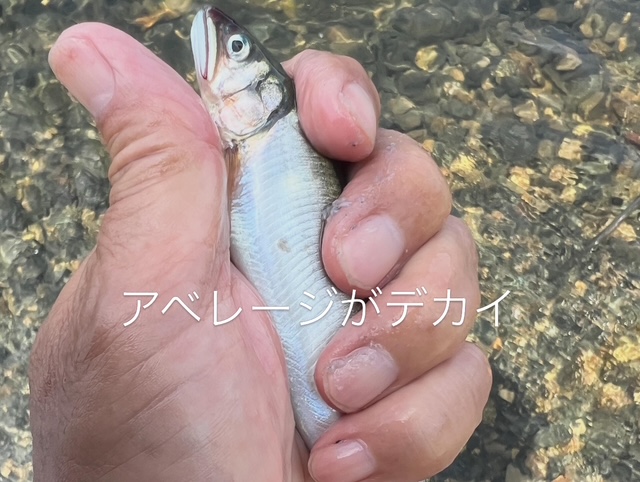 琵琶湖湖北の浜で小鮎釣り
