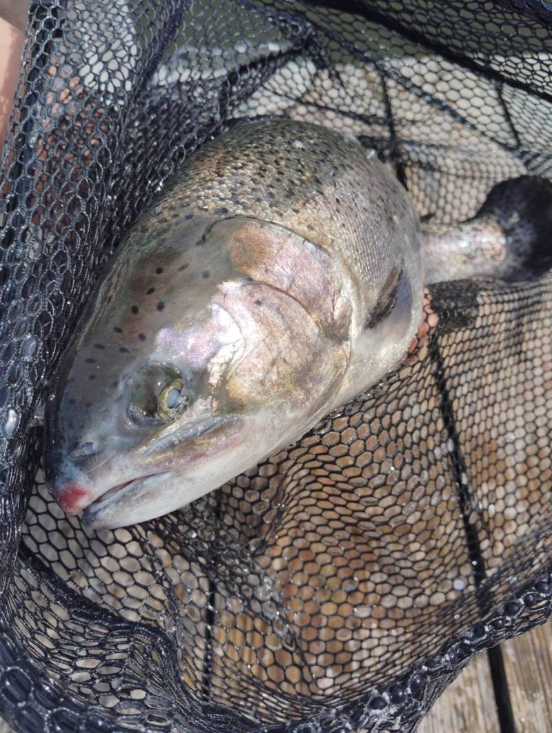三重県いなべ市「サンクチュアリ」のトラウト釣果