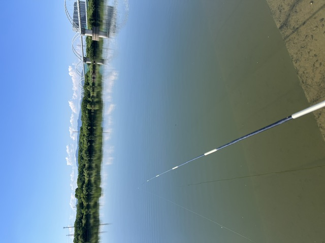 大阪府淀川河川公園枚方大橋岸からのオイカワ釣果