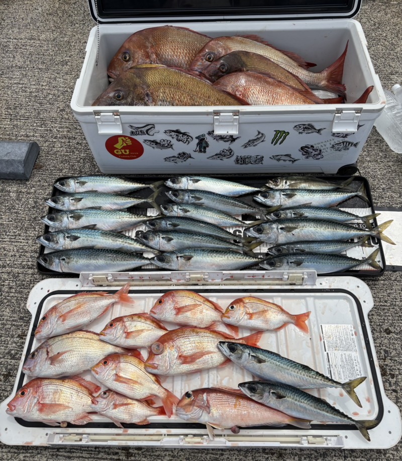 福井県三国タイラバ真鯛大サバ釣果