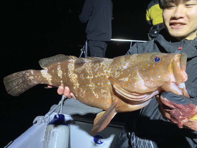 兵庫県西宮市神戸マリーナ「バウンティーホエール」アコウ釣果