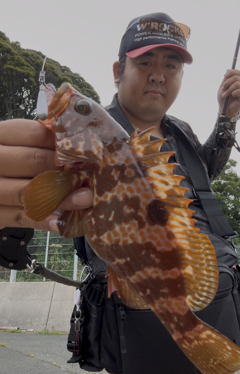 舞鶴方面ショアアコウ釣果