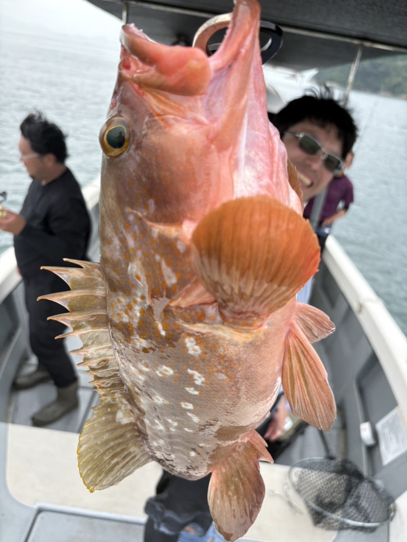 広島県因島【春香丸】ひとつテンヤのマダイ・アコウ釣果