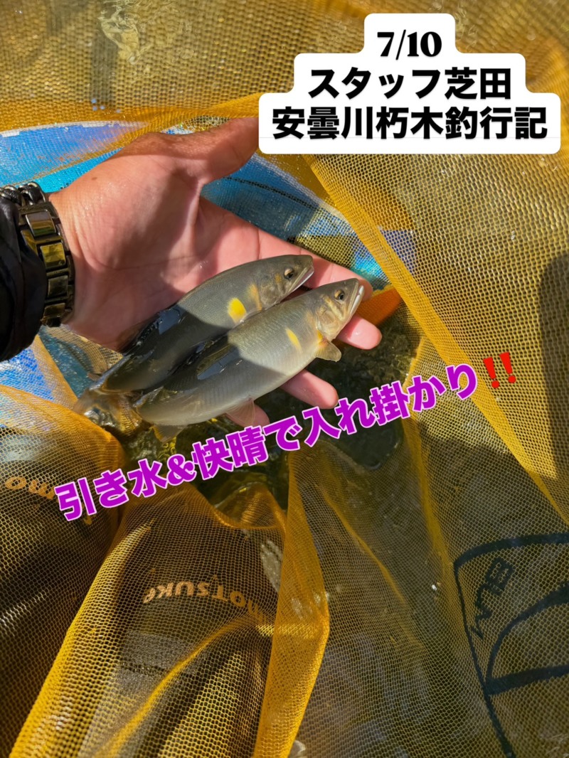 滋賀県安曇川朽木の鮎釣果