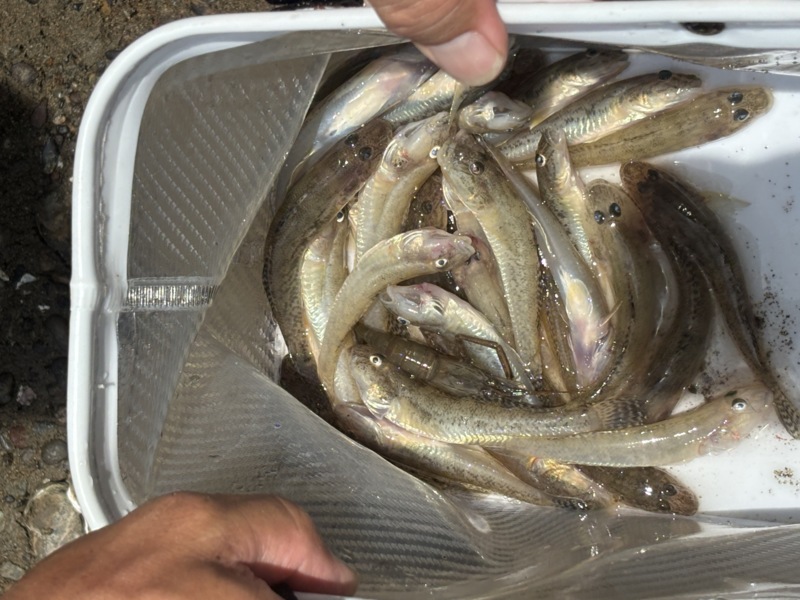 【和歌山県紀ノ川】汽水域でチョイ投げ!ハゼ釣果
