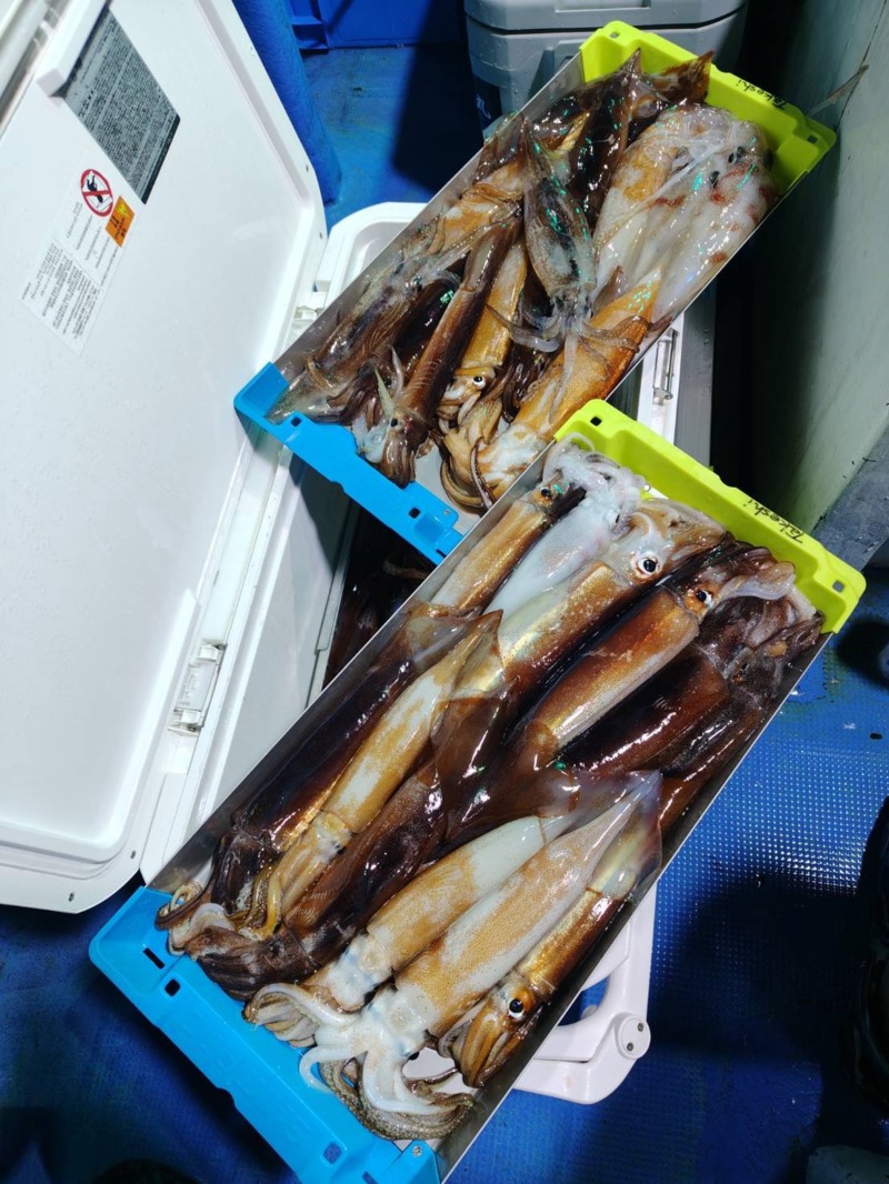 和歌山県日高【岬丸】イカメタルでアカイカ釣果