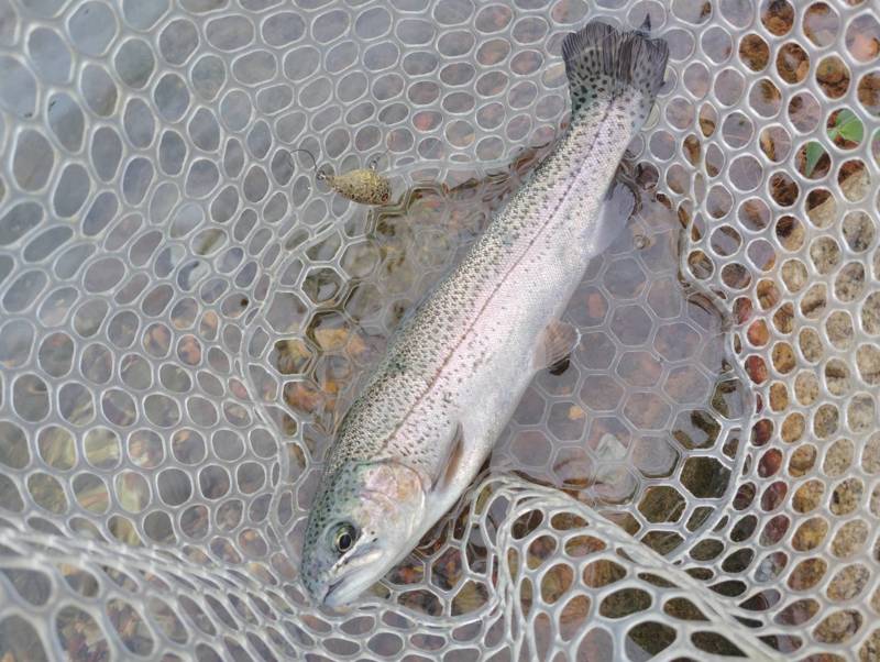 滋賀県高島市「高島の泉」ルアーでトラウト釣果
