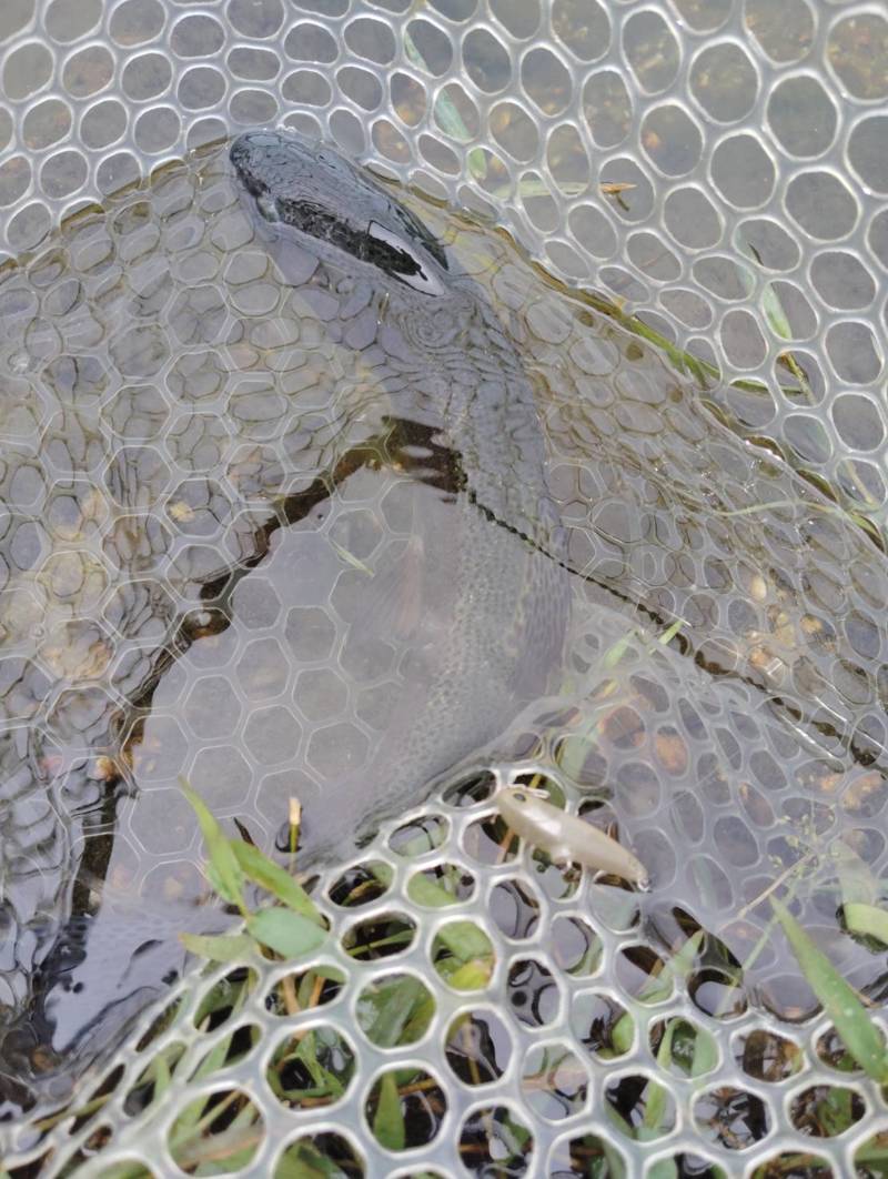 滋賀県高島市「高島の泉」ルアーでトラウト釣果