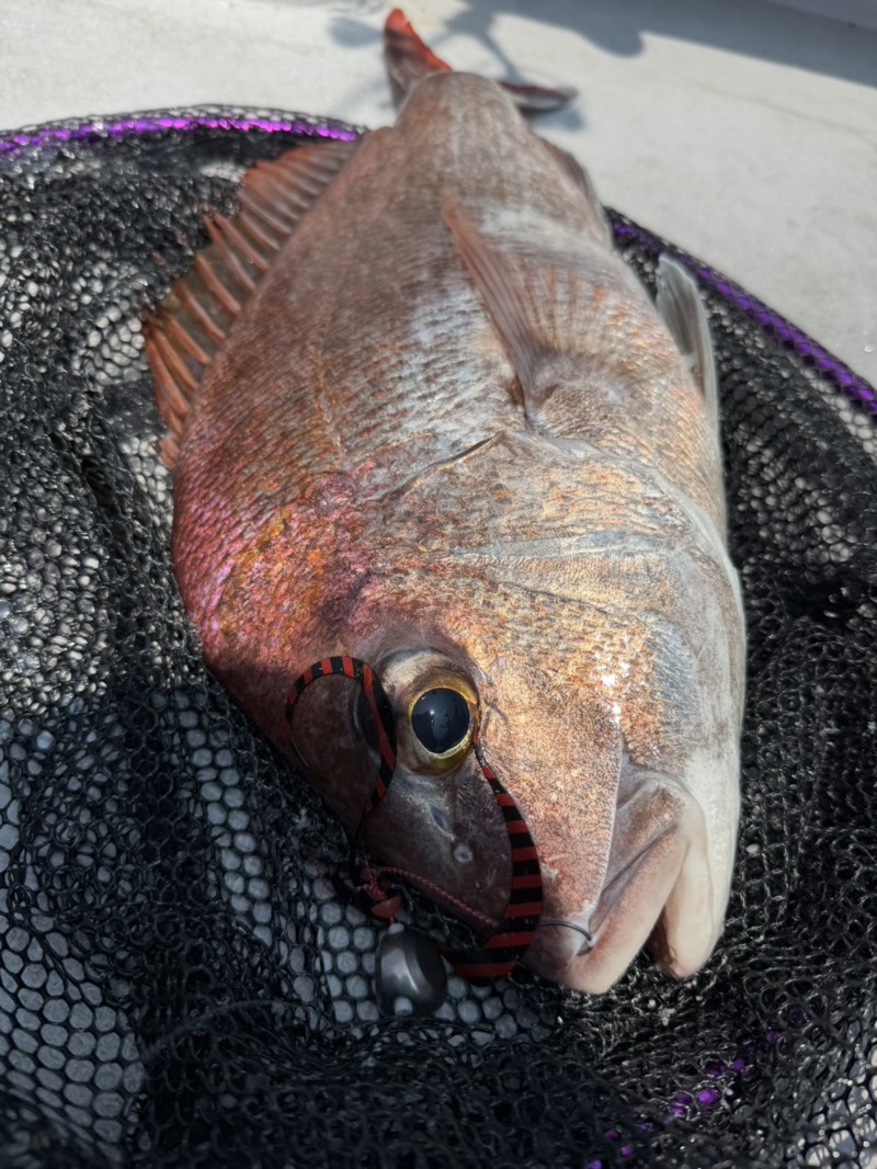 金比羅丸タイラバ釣果