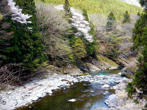 天川村の天の川でのアマゴ釣り