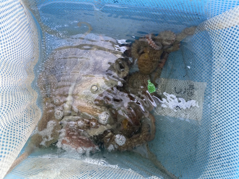 淡路島栄真丸タコ釣り釣果