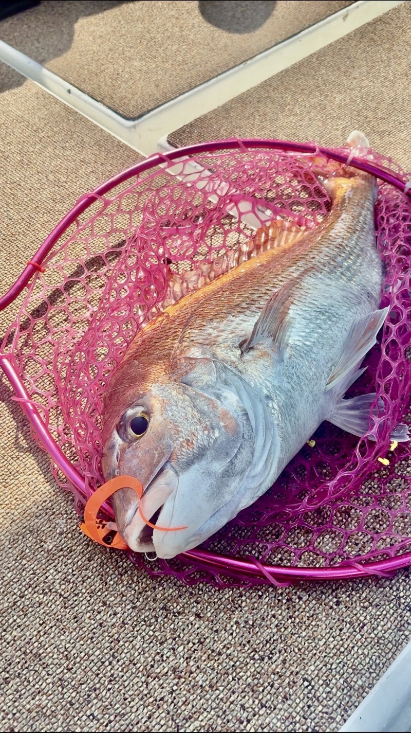 兵庫県明石市東二見港の遊漁船『海豚』鯛ラバのマダイ釣果
