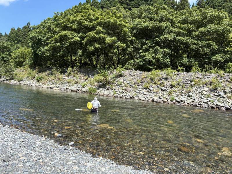 滋賀県安曇川朽木で友釣りの鮎釣果